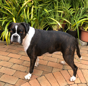 Pawfect Health Customer Review