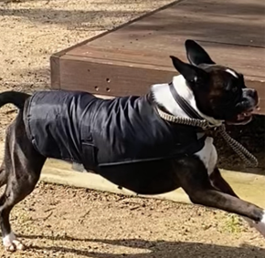 Pawfect Health Customer Review
