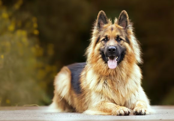 pet benefits