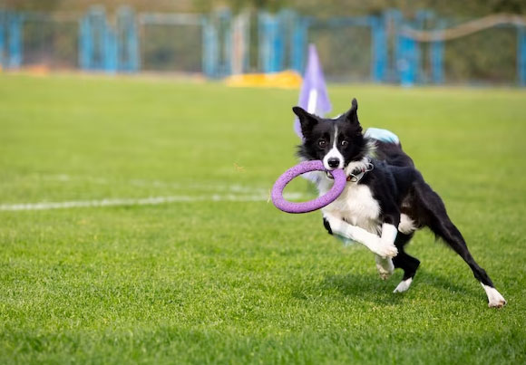 Pets benefits