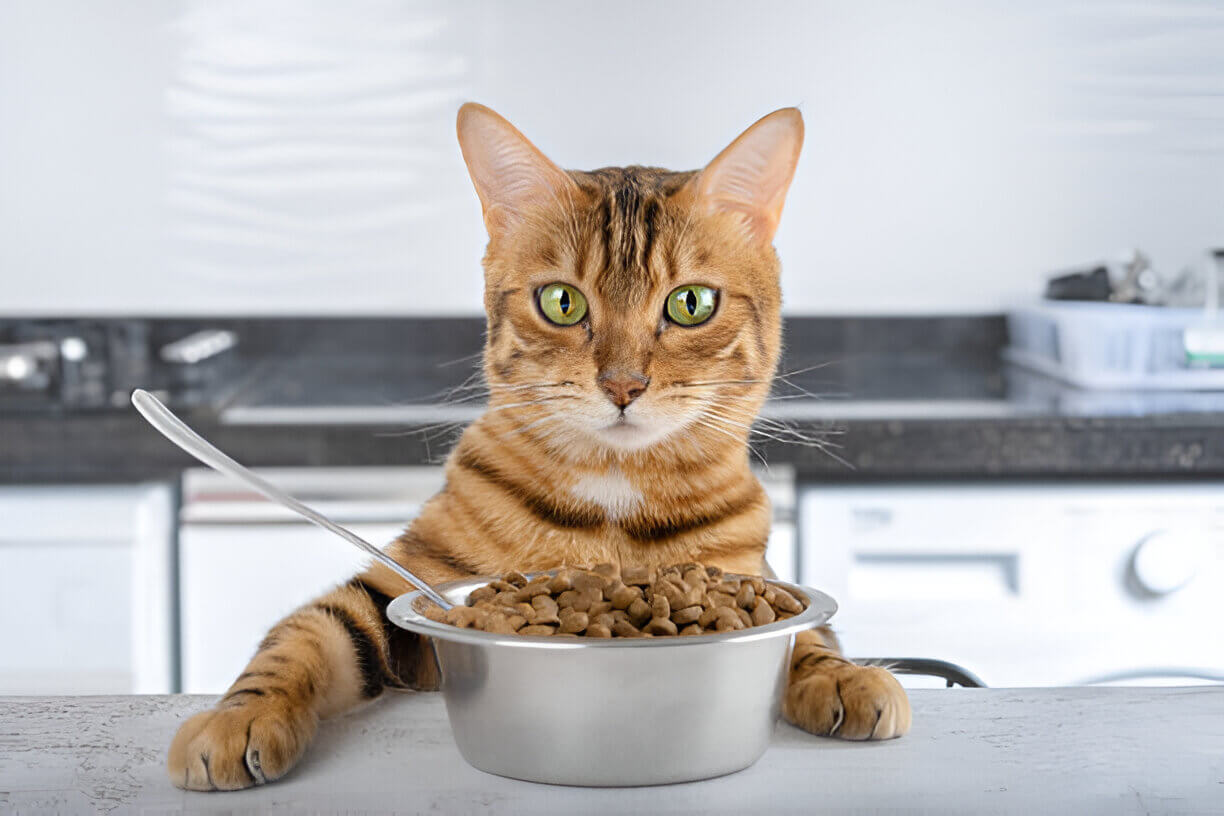 Best Cat Food