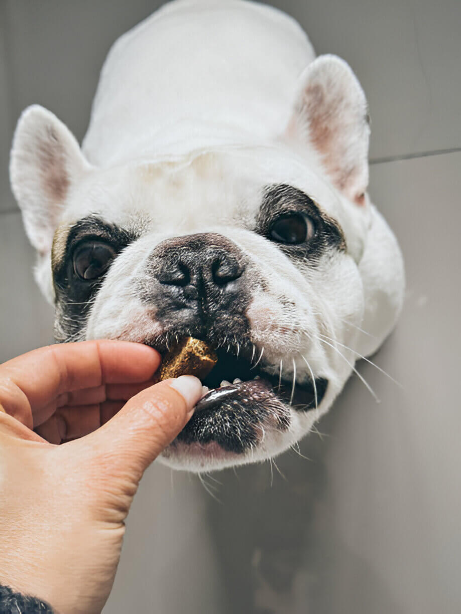 Best Dog Treats