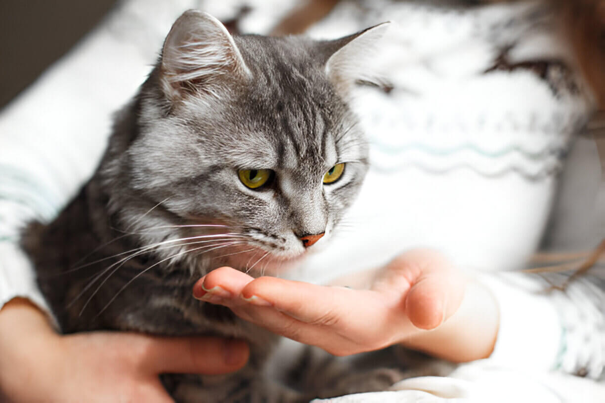 cat arthritis supplements