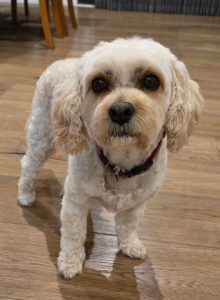 pawfect health testimonial