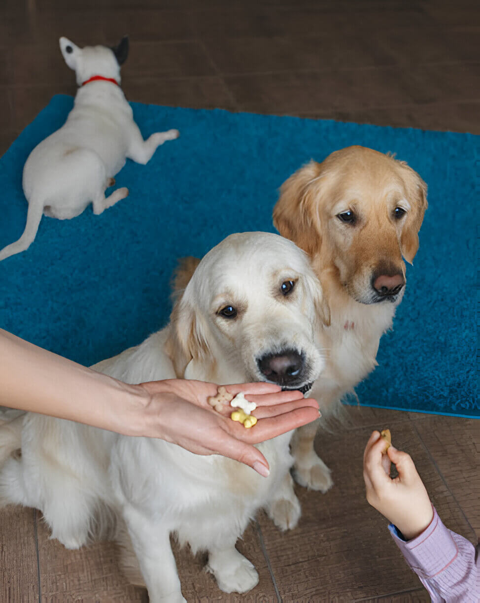 best arthritis supplement for dogs