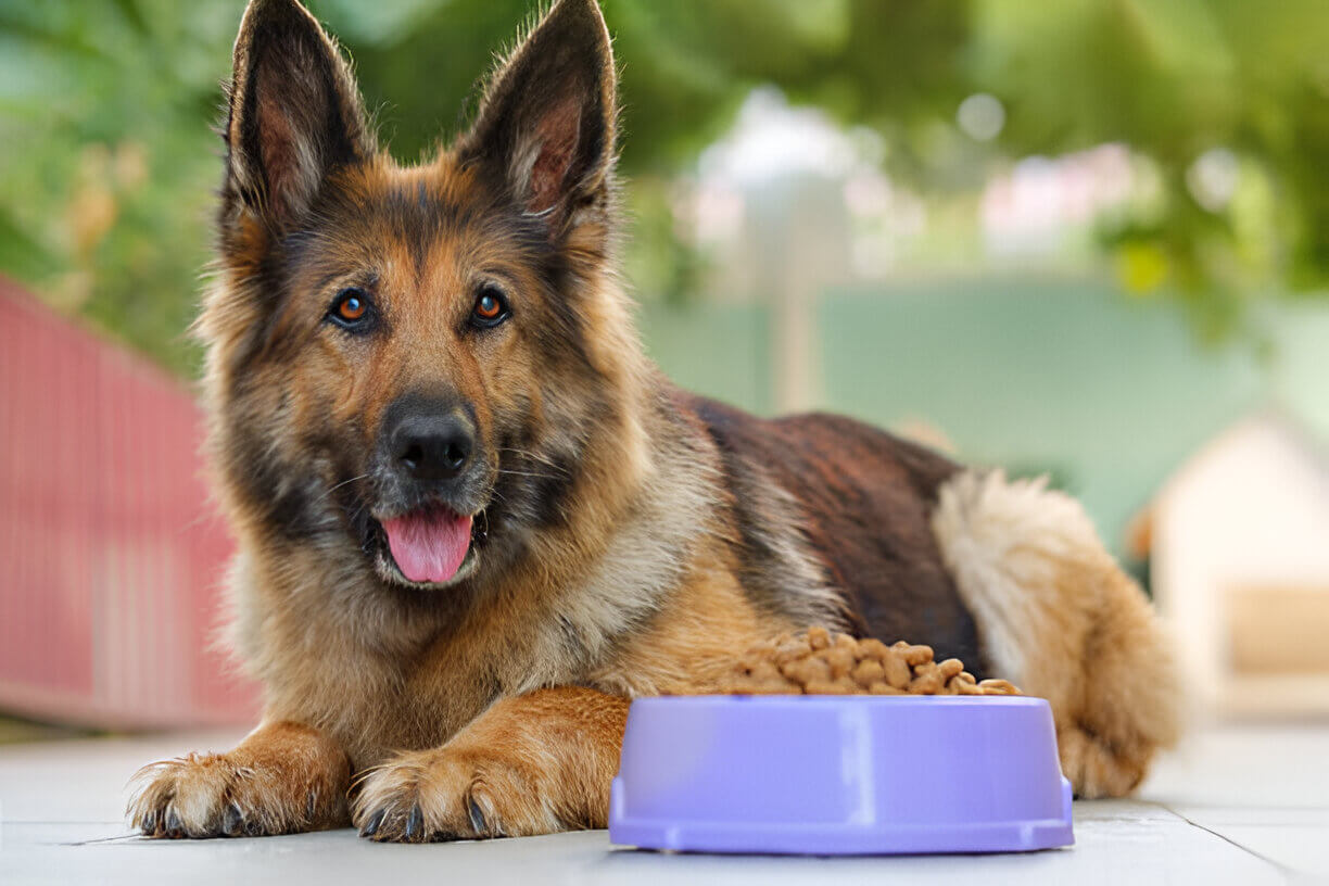 best dog food