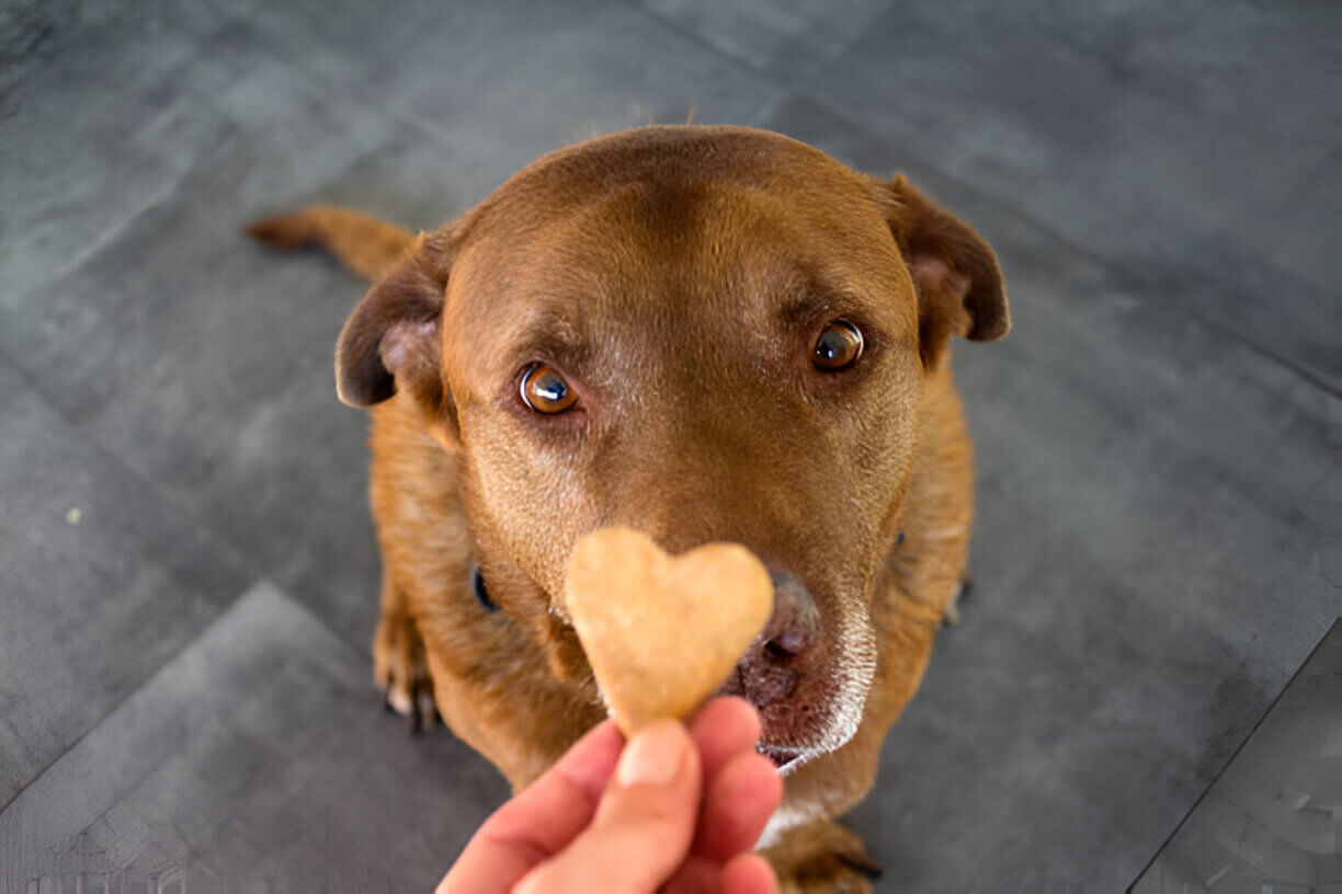 Best Dog Treats
