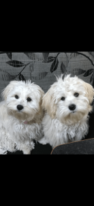 Pawfect Health Customer Review