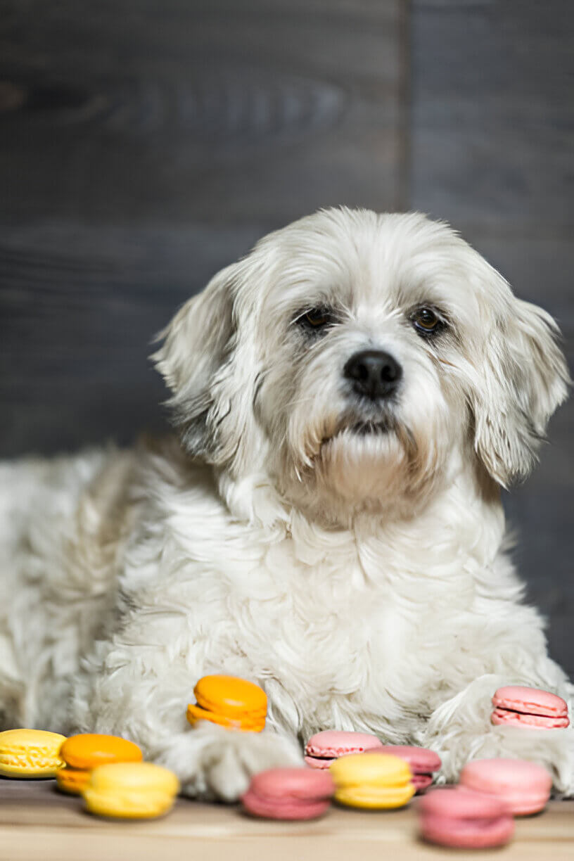 best immune system booster for dogs
