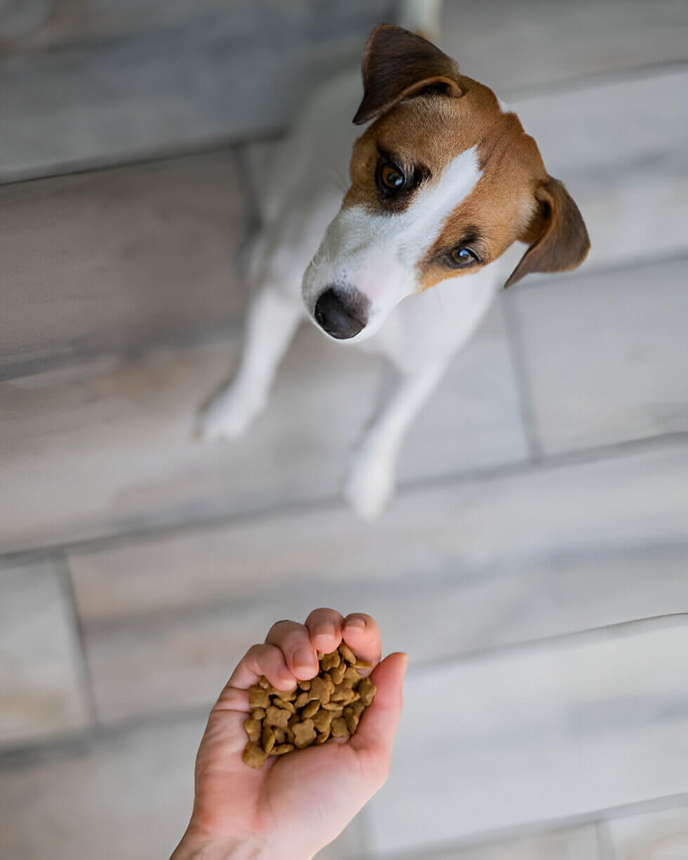 dog gut health supplement