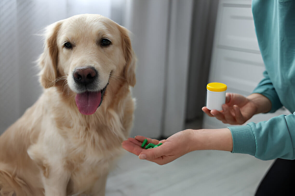 best joint supplement for dogs
