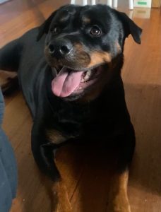 Pawfect health testimonial