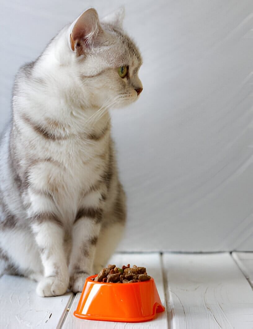 vitamins for cats
