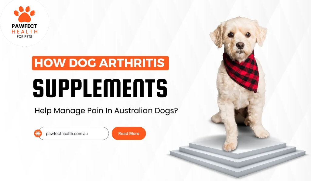 How Dog Arthritis Supplements Can Help Manage Pain In Australian Dogs?
