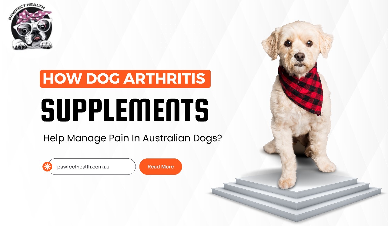 How Dog Arthritis Supplements Can Help Manage Pain In Australian Dogs?