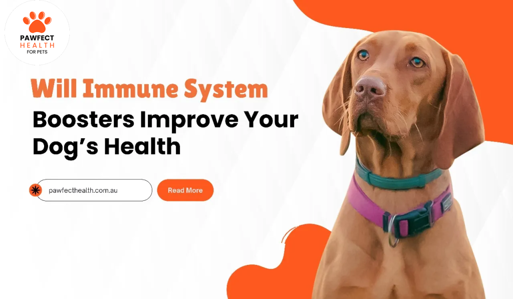 Will Immune System Boosters Improve Your Dog’s Health? An Australian Perspective