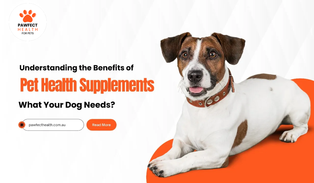 Understanding the Benefits of Pet Health Supplements: What Your Dog Needs