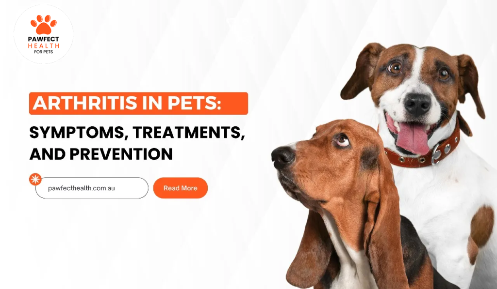 Arthritis in Pets: Symptoms, Treatments, and Prevention