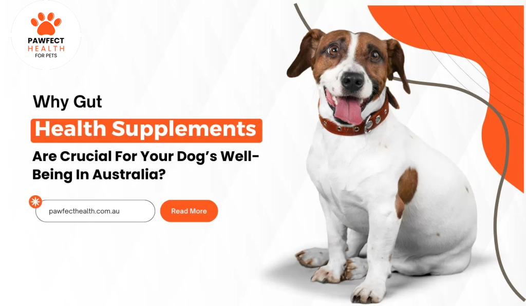 Why Gut Health Supplements Are Crucial For Your Dog’s Well-Being In Australia?