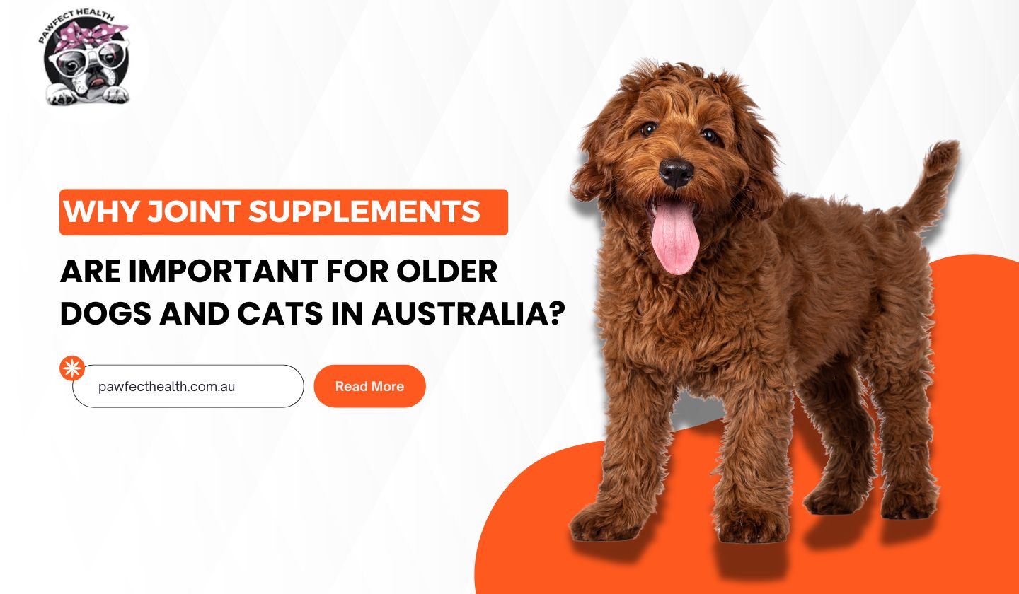 Why Joint Supplements Are Important for Older Dogs and Cats in Australia