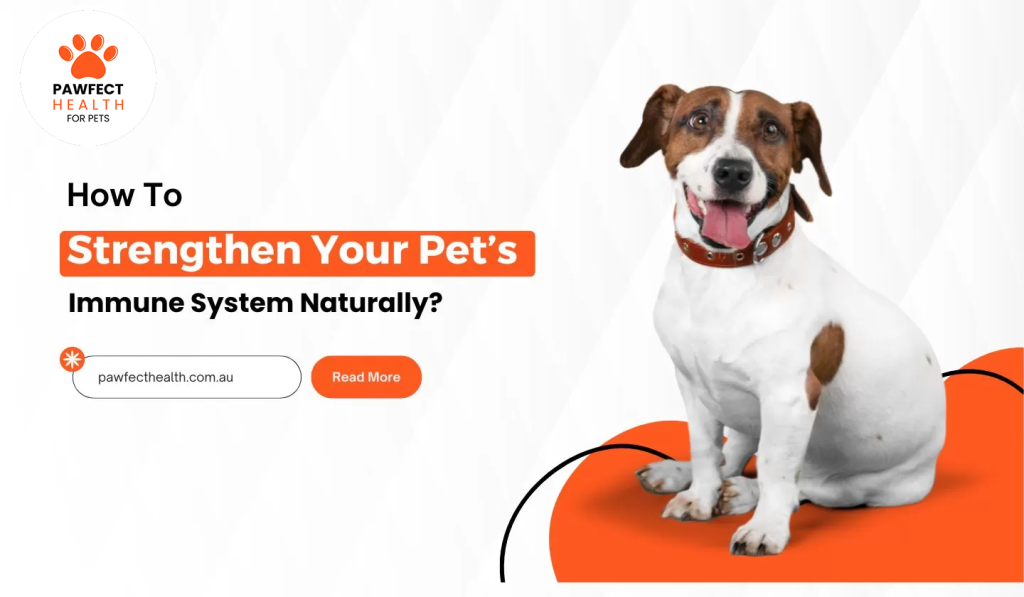 How To Strengthen Your Pet’s Immune System Naturally?