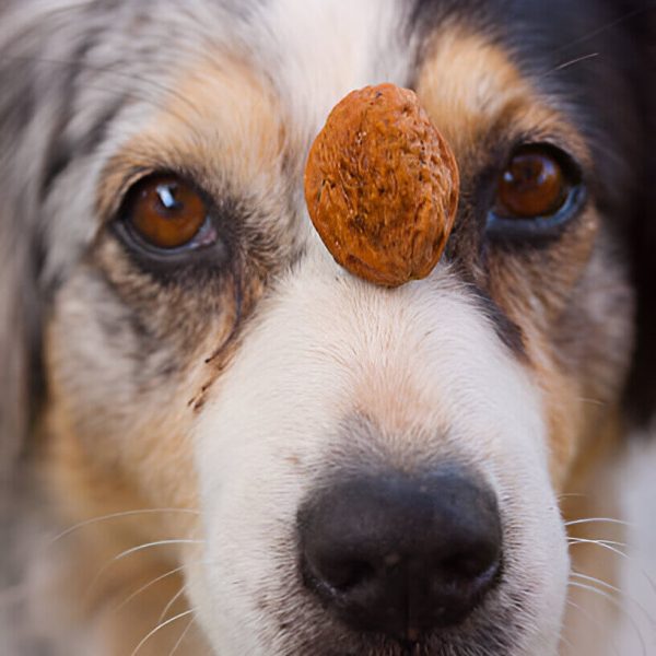 anti inflammatories for dogs