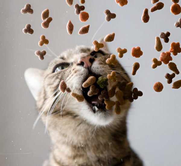 cat food