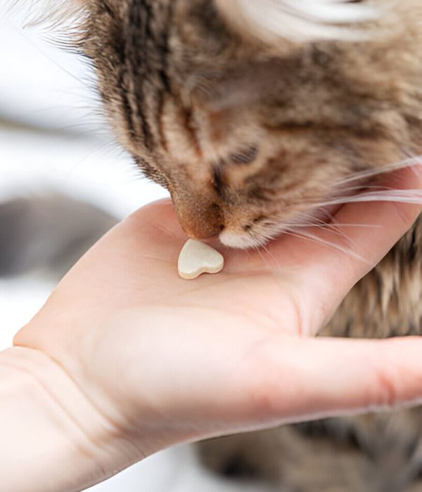 cat arthritis supplements